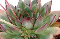 E. Christmas img_07823