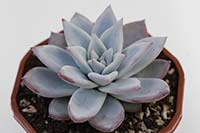 E. colorata img_07291