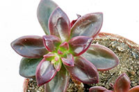 E. compressicaulis img_08009