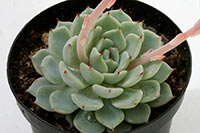 E. cuspidata img_09955