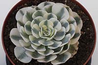 E. Compton Carousel img_01135