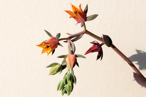 Echeveria gibbiflora monstr img_01306