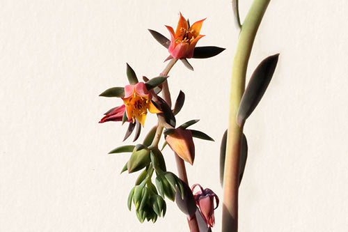 Echeveria gibbiflora monstr img_01307