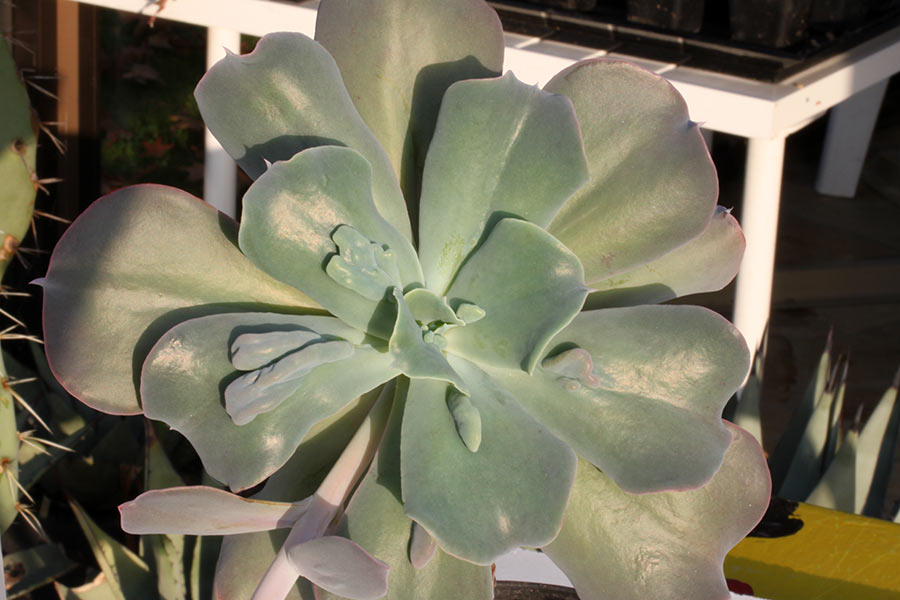 Echeveria gibbiflora monstr img_01308