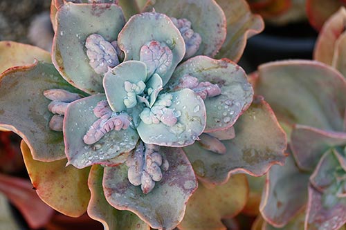 Echeveria gibbiflora monstr img_04576