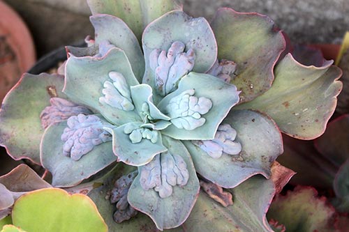 Echeveria gibbiflora monstr img_05471