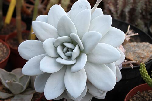 Echeveria laui img_05460