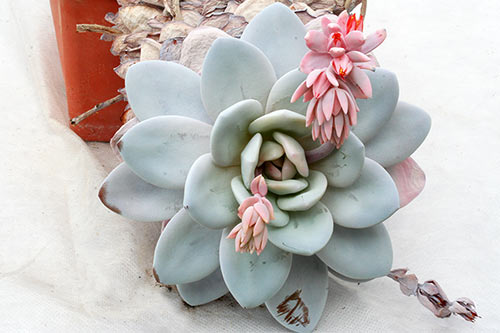 Echeveria laui img_08160