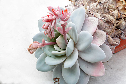 Echeveria laui img_08164