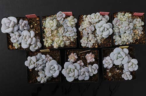 Echeveria laui img_09085