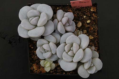 Echeveria laui img_09088