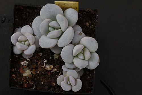 Echeveria laui img_09089