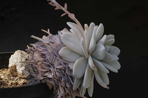 Echeveria laui img_09093