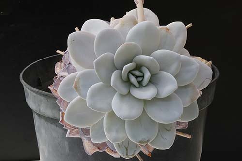 Echeveria laui img_09096