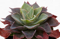 E. Lavender img_08115