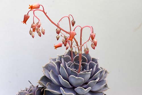 Echeveria lilacina img_07850