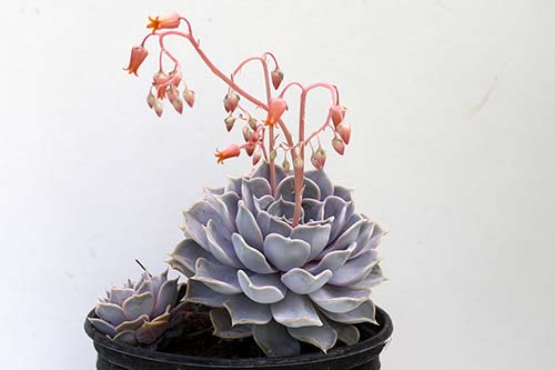 Echeveria lilacina img_07851