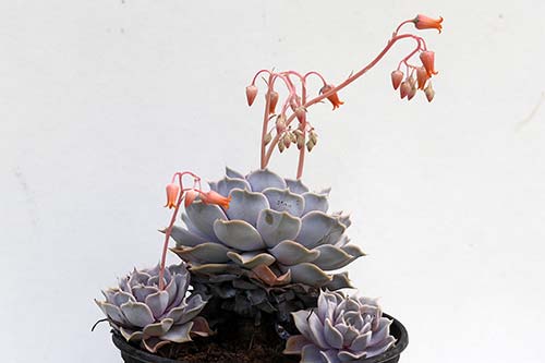 Echeveria lilacina img_07852