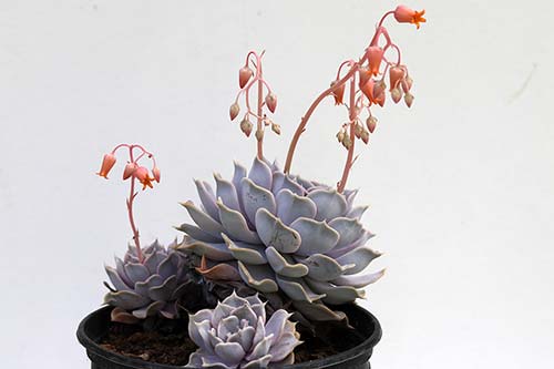Echeveria lilacina img_07853