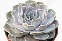 E. lilacina img_08027