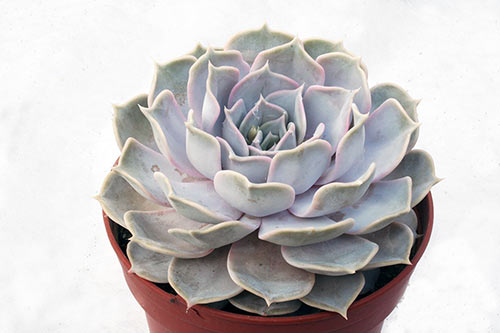 Echeveria lilacina img_08027