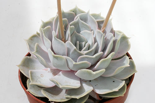 Echeveria lilacina img_09940