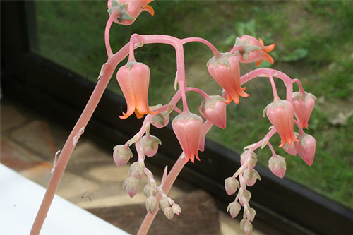 Echeveria lilacina img_09941