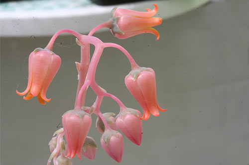 Echeveria lilacina img_09946
