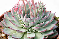 E. lindseyana img_09077