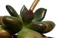 E. linguafolia img_09419