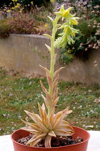 Echeveria lutea img_02870