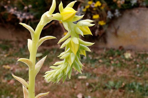 Echeveria lutea img_02872