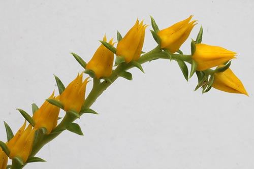 Echeveria lutea img_04742