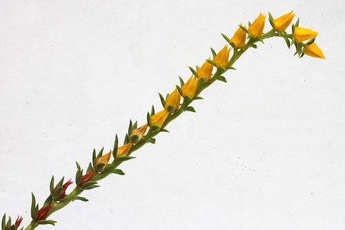 Echeveria lutea img_04743