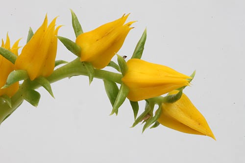 Echeveria lutea img_04744