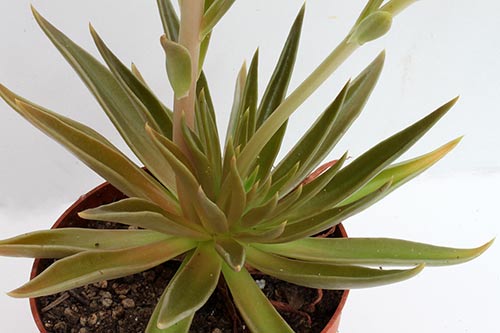 Echeveria lutea img_04747