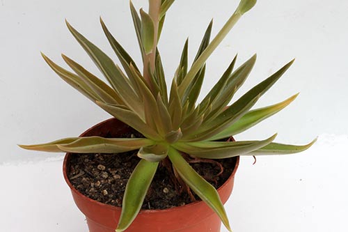 Echeveria lutea img_04748