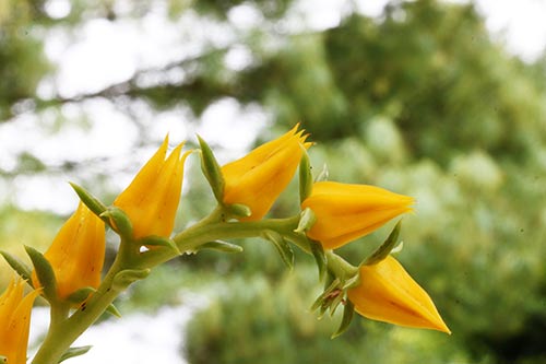 Echeveria lutea img_04753