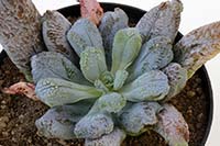 E. linguas img_01144