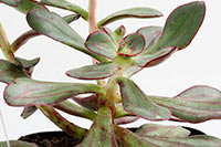 E. nodulosa img_02623