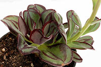 E. nodulosa 'Painted Beauty' img_04755