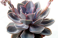 E. Perl von Nürnberg img_09073