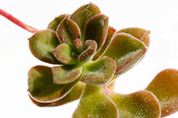 E. pringlei img_08937