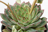 E. pulidonis img_09024