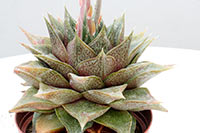 E. purpusorum img_02302