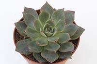 E. Paso Doble img_01146