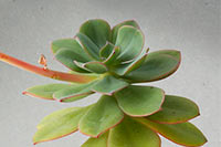 E. quitensis img_09225