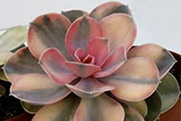 E. Rainbow img_02992