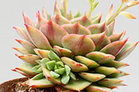 E. ramillete img_09028