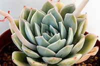 E. Reia Tanaka img_00822